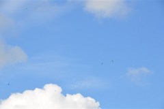 DSC_4123