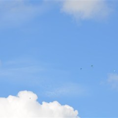 DSC_4123